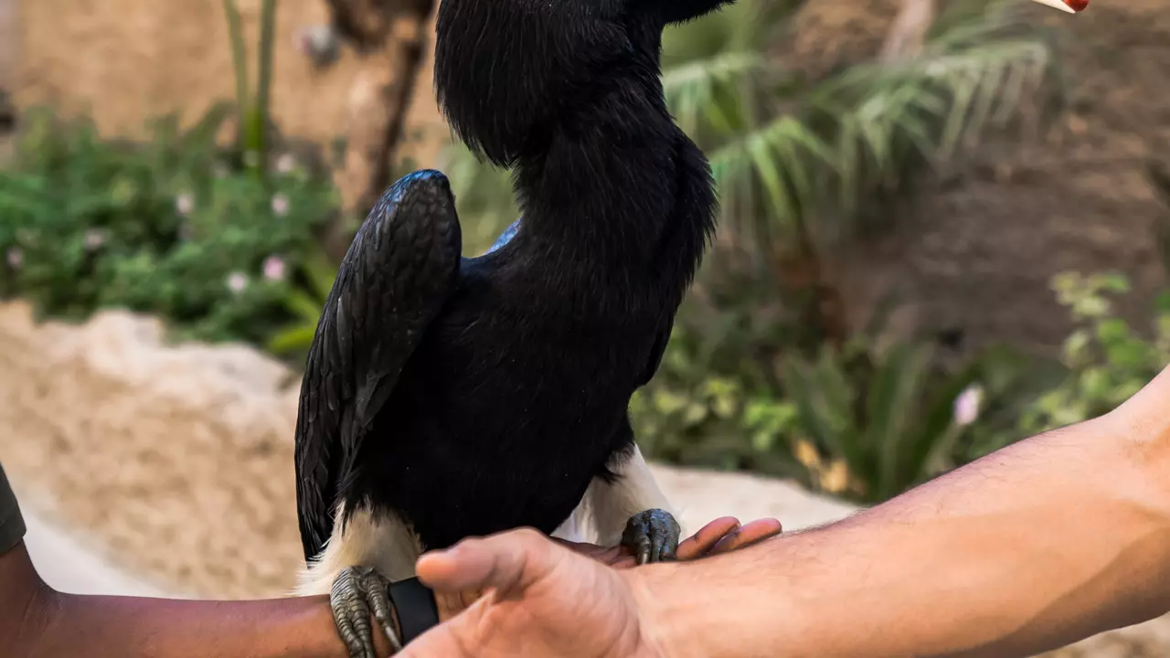 Dubai Safari Park  - Image 4