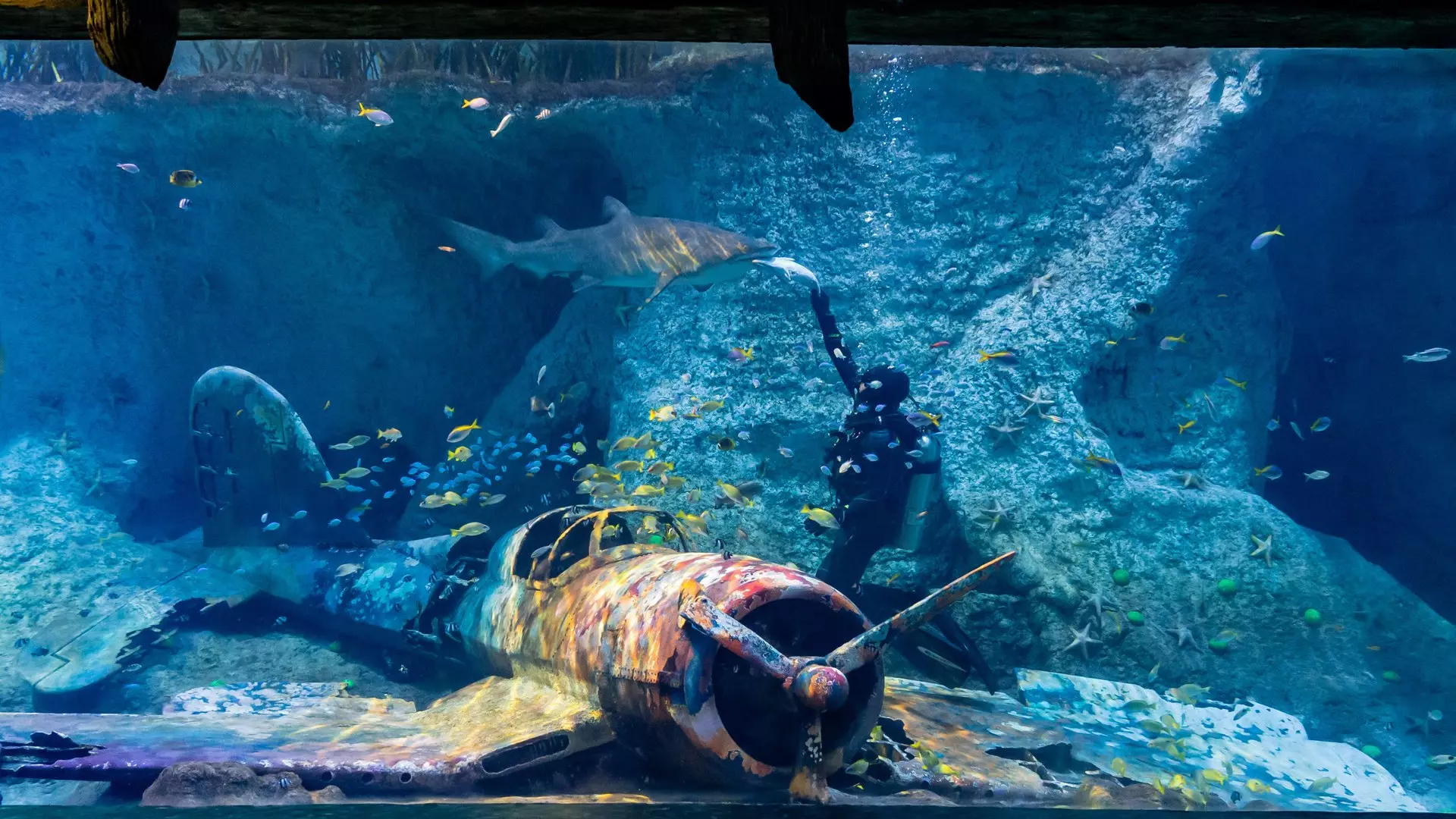 National Aquarium Abu Dhabi - Photo 25