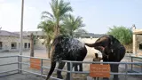 Abu Dhabi Emirates Park Zoo - Photo 11