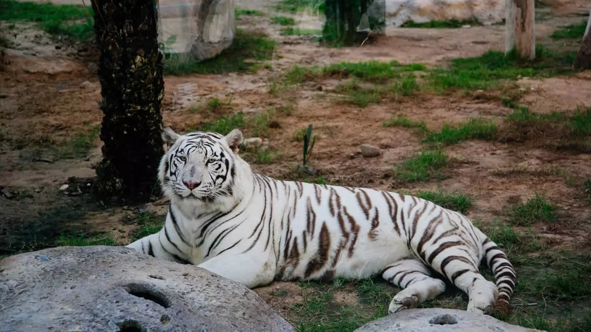 Abu Dhabi Emirates Park Zoo - Image 6