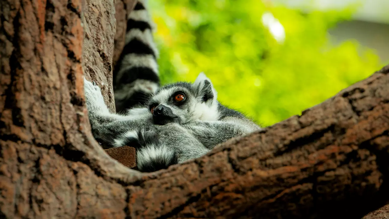 The Green Planet - Image 4