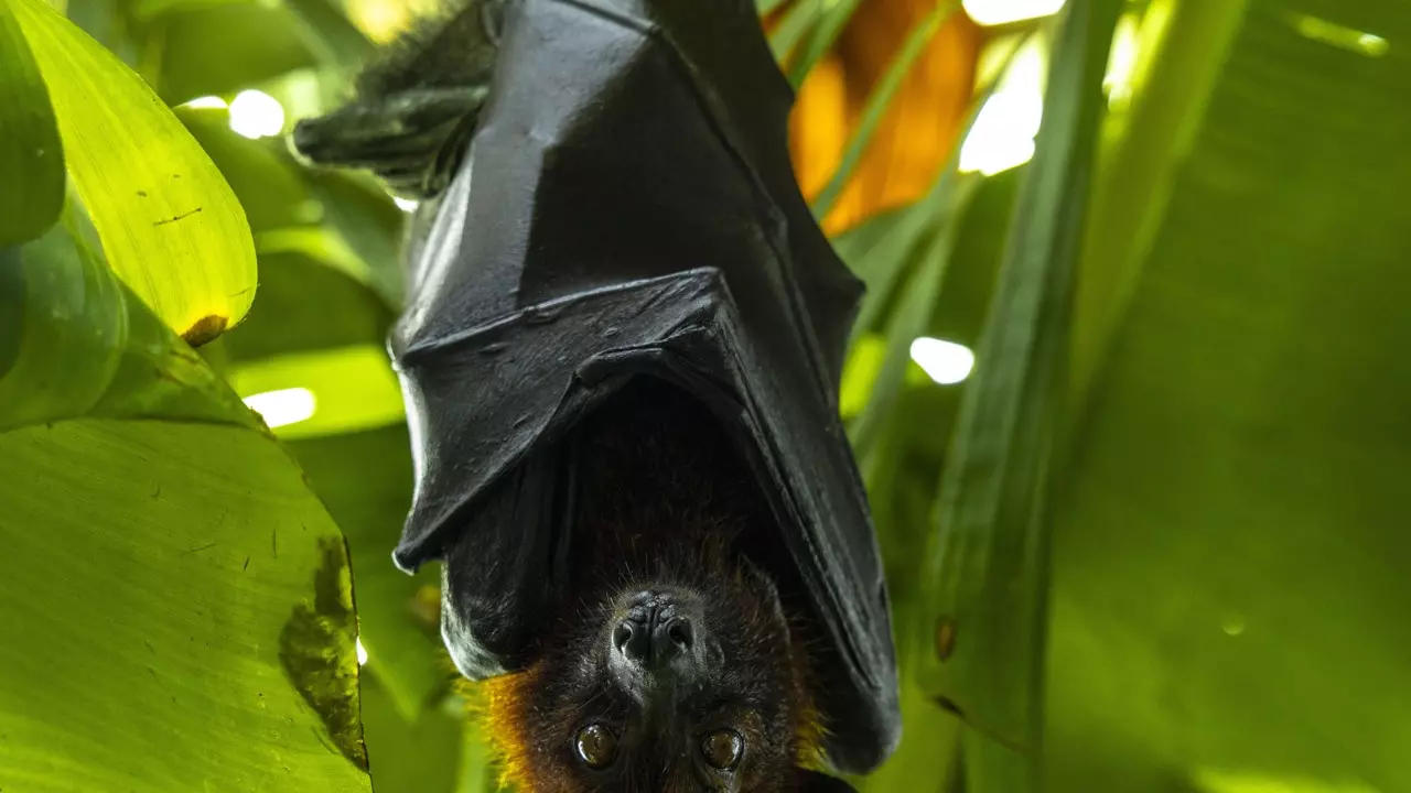 The Green Planet - Image 8