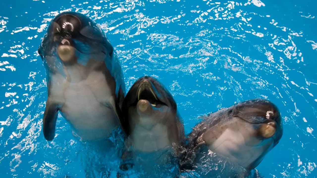 Dubai Dolphinarium - Image 3