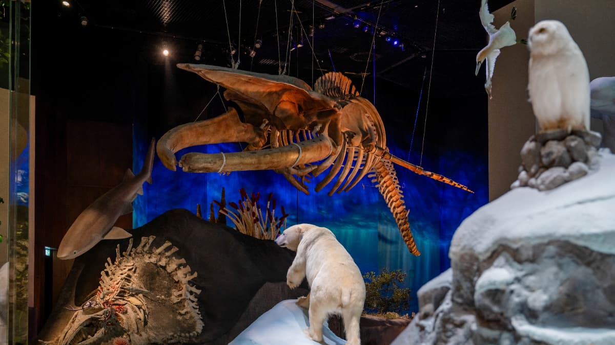 Natural History Museum, Abu-Dhabi - Image 6